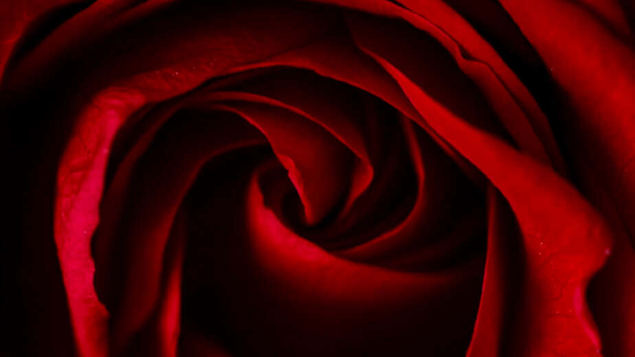 vue de proche d'une rose rouge