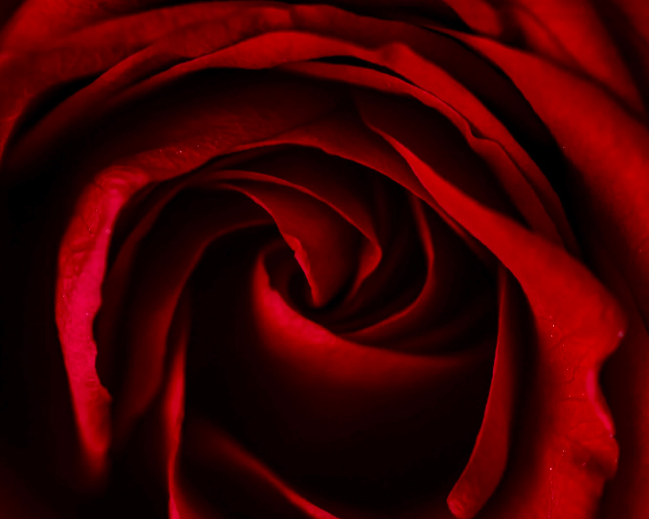 vue de proche d'une rose rouge